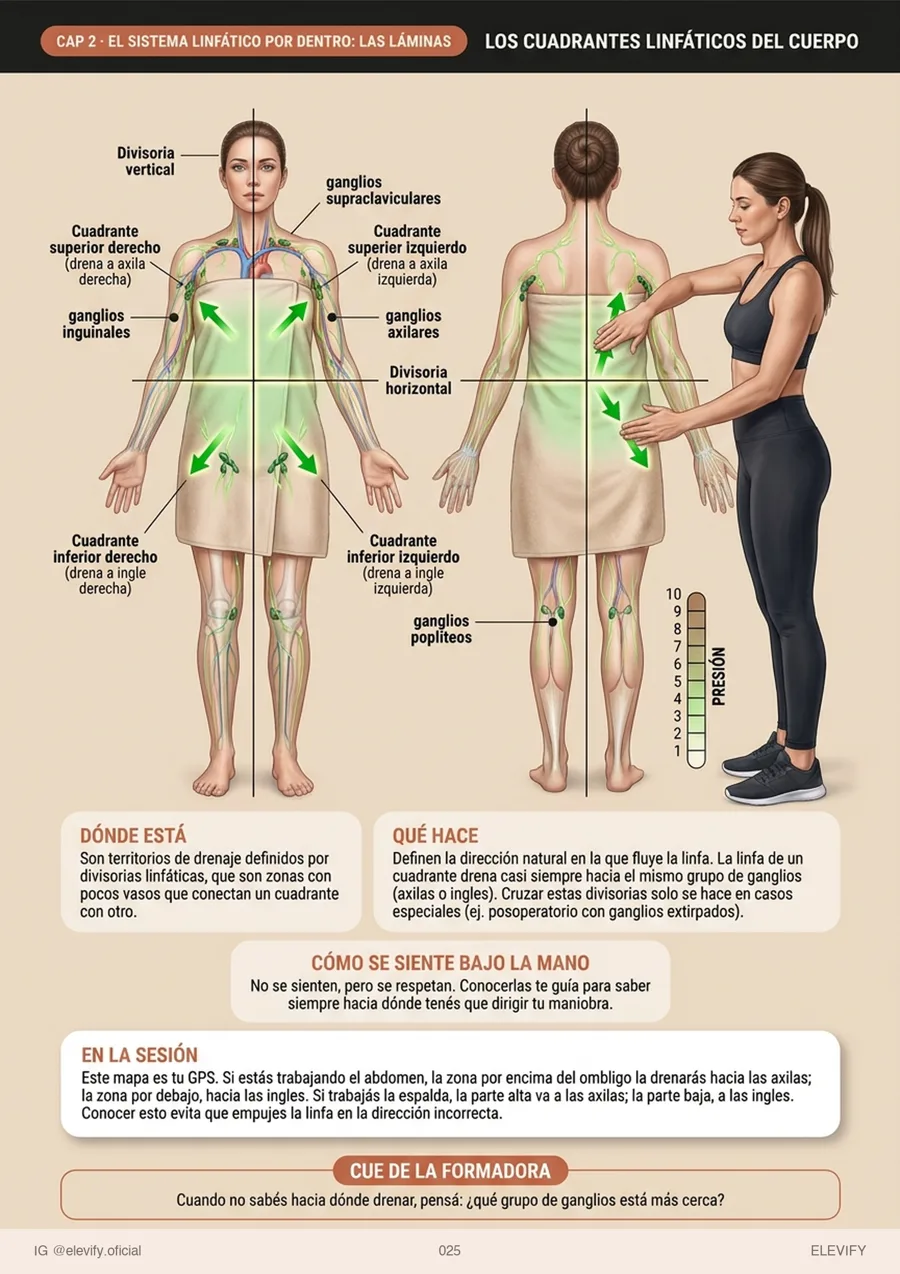 Los cuadrantes del cuerpo